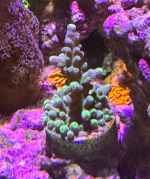 Poletti Yellow Tip Acro.png