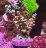 Purple Bonsai 3.png