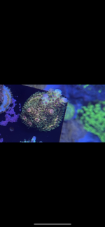 E6B3A3CD-3292-4B4C-9E62-9983F4A51CDB.png