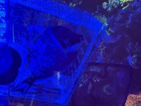 IMG_8524.jpeg