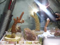 corals for sale 006.JPG