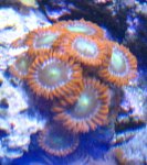 Orange_ID ME 8.jpg