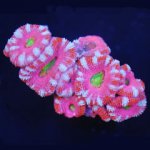 Green-Center-Pink-Acan.jpg