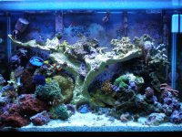 reef tank 2 14 08 019.jpg