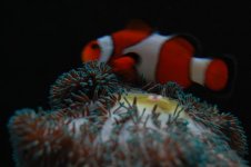 DSC_0009.JPG