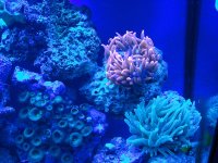 BTA Red & Green 2.jpg