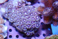 PurpleZoos.jpg