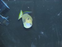 7-22-07corals-fish129.jpg