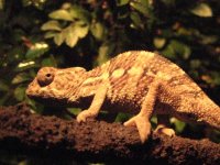 IMG_0081.JPG