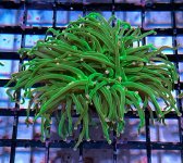 IMG_5522.jpg