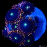 32427-zoa-3.jpg