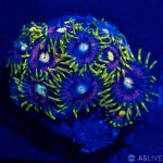 32427-zoa-4.jpg