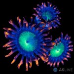 32427-zoa-6.jpg