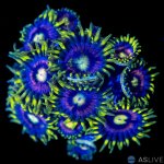 32427-zoa-11.jpg