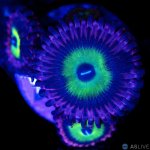 32724-zoa-1a.jpg