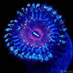 32824-white-zombie-zoa.jpg