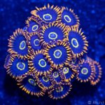 42724-rainbow-hornet-zoa.jpg