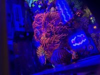 IMG_2036.jpeg