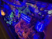 IMG_2035.jpeg