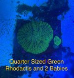 Green Rhodactis 3.jpeg