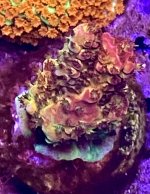 IMG_9135.jpeg