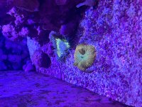 Tequila Mushroom.JPG