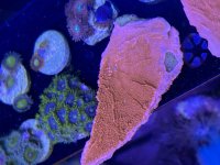 IMG_9479.jpeg