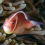 300-300clownfish-nem copy 2.jpg