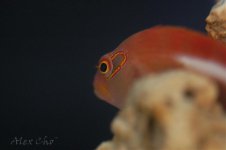 DSC_0030.jpg