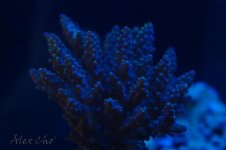 DSC_0030.jpg