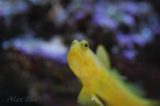 DSC_0017.jpg