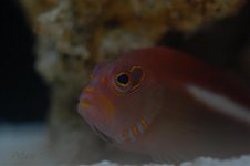 DSC_0019.jpg