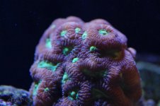 DSC_0008.jpg