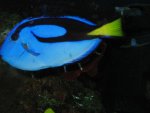 Hippo Tang 1.jpg