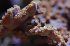 DSC_0039.jpg