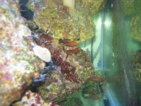 wrasse 023.jpg