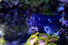 Starry Blenny & Zoo's 2.jpg