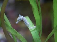 DSH on Turtle Grass.jpg