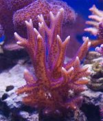 purple birdsnest.jpg