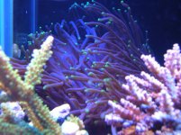Purple green tip anemone.jpg