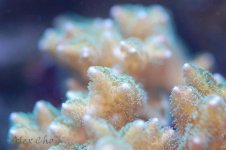 DSC_0036.jpg