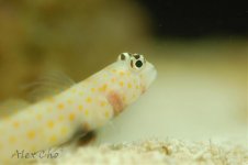 DSC_0046.jpg