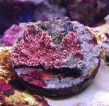 montipora orange.jpg