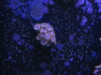 Nobubbles7-25-07111.jpg
