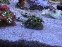 zoa for mr dbtc 001.jpg