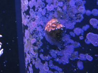 Nobubbles7-25-07108.jpg