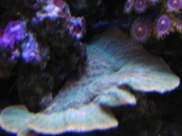 Nobubbles7-25-07104.jpg