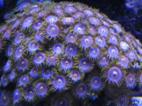 Nobubbles7-25-07103.jpg