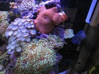 Nobubbles7-25-07095.jpg