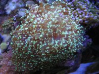 Nobubbles7-25-07093.jpg